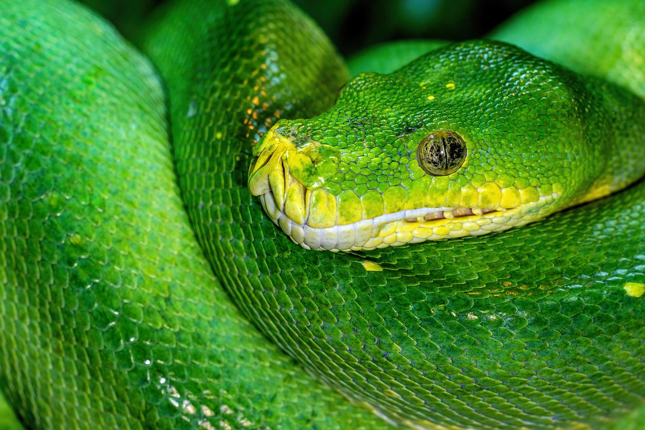 Don't buy python for quant trading until you read this